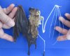 Half Skeleton/Half Mummy Diadem Leaf Nosed bat with wings open, measuring 6-1/2 inches tall - You are buying the bat skeleton in the photo for $65