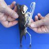 Half Skeleton/Half Mummy Old World Fruit bat with wings folded, measuring 7-1/2 inches tall - You are buying the bat skeleton/mummy in the photo for $68