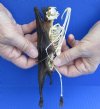 Wholesale Half Skeleton/Half Mummy Fruit Bats with wings folded (Rousettus Leschenaultii) measuring 7-1/2 inches up to 8 inches- $55.00 each; 3 or more @ $49.00 each (You will receive one similar to the one pictured). 