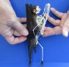 Half Skeleton/Half Mummy Old World Fruit bat with wings folded, measuring 8 inches tall - You are buying the bat skeleton/mummy in the photo for $68