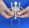 Old World Fruit Bat Skeleton (Rousettus Leschenaultii) with wings folded, measuring 7 inches tall - You are buying the bat skeleton in the photo for $48