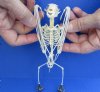 Old World Fruit Bat Skeleton (Rousettus Leschenaultii) with wings folded, measuring 7 inches tall - You are buying the bat skeleton in the photo for $48