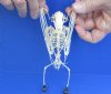Old World Fruit Bat Skeleton (Rousettus Leschenaultii) with wings folded, measuring 7-1/4 inches tall - You are buying the bat skeleton in the photo for $48