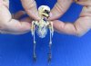 Yellow-Vented Bulbul skeleton (Pycnonotus Goiavier) measuring approximately 3-1/2 inches tall - You are buying the skeleton in the photo for $54