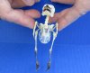Yellow-Vented Bulbul skeleton (Pycnonotus Goiavier) measuring approximately 3-1/2 inches tall - You are buying the skeleton in the photo for $54