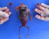 Dyed Blood Red Fruit Bat Mummy with Skeletal Wing - (Rousettus Leschenaulti) measuring 7-1/4 long - You are buying the red blood bat in the photo for $47.00