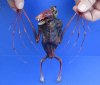 Dyed Blood Red Fruit Bat Mummy with Skeletal Wing - (Rousettus Leschenaulti) measuring 7 long - You are buying the red blood bat in the photo for $47.00