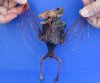 Dyed Blood Red Fruit Bat Mummy with Skeletal Wing - (Rousettus Leschenaulti) measuring 7-1/2 long - You are buying the red blood bat in the photo for $47.00