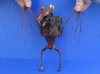 Dyed Blood Red Fruit Bat Mummy with Skeletal Wing - (Rousettus Leschenaulti) measuring 6-3/4 long - You are buying the red blood bat in the photo for $47.00