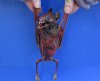 Dyed Blood Red Fruit Bat Mummy with wings folded - (Rousettus Leschenaulti) measuring 7-1/4 long - You are buying the red blood bat in the photo for $42.00 (Has a strong odor)