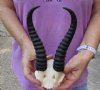 8-1/2 and 9 inch Male Springbok Horns on Springbok Skull Plate - You are buying the horns and skull plate shown for $25