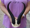10-1/2 and 11 inch Male Springbok Horns on Springbok Skull Plate - You are buying the horns and skull plate shown for $25