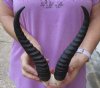 11 inch Male Springbok Horns on Springbok Skull Plate - You are buying the horns and skull plate shown for $20