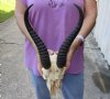 #2 Grade Male springbok skull and horns for sale - Horns 11-1/2 and 12 inches - Review all photos carefully, you are buying the one shown for $40 (broken nose, missing teeth and damaged skull)