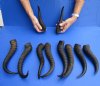 10 pc lot of African male springbok horns 10 to 13 inches - you are buying the ones pictured for $68/lot
