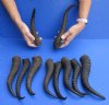 10 pc lot of African male springbok horns 10-1/2 to 12-1/2 inches - you are buying the ones pictured for $68/lot
