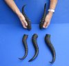 5 pc lot of African male springbok horns 11 to 12-1/2 inches - you are buying the ones pictured for $37/lot
