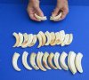 25 piece lot of 3 inch Warthog Tusks, Ivory for Carving (You are buying the tusks shown) for $75/lot