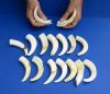 16 piece lot of 5 inch Warthog Tusks, Ivory for Carving (You are buying the tusks shown) for $80/lot