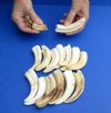 15 piece lot of 4 inch Warthog Tusks, Ivory for Carving (You are buying the tusks shown) for $60/lot