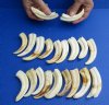 20 piece lot of 4 inch Warthog Tusks, Ivory for Carving (You are buying the tusks shown) for $80/lot