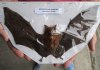 Mummified Bicolored leaf-nosed bat (hipposideros bicolor) with wing spread measuring approximately 9 inches long (You will receive the bat in the picture) for $44