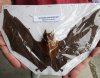 Mummified Bicolored leaf-nosed bat (hipposideros bicolor) with wing spread measuring approximately 8-1/2 inches long (You will receive the bat in the picture) for $44