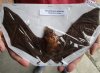 Mummified Bicolored leaf-nosed bat (hipposideros bicolor) with wing spread measuring approximately 9 inches long (You will receive the bat in the picture) for $44