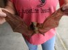 Spread wing mummified Minute fruit bat (Cynopterus minutus) with wing spread measuring approximately 10-1/2 inches long (You will receive the bat in the picture) for $49 (small tear in wing)