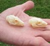 2 piece lot of Old World Fruit Bat Skulls (Rousettus Leschenaulti) both measuring 1-1/2 inches long. The jaws are glued shut - You are buying the bat skulls in the photo for $39