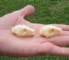 2 piece lot of Old World Fruit Bat Skulls (Rousettus Leschenaulti) both measuring 1-1/2 inches long. The jaws are glued shut - You are buying the bat skulls in the photo for $39