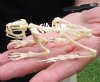Asian Black Spine toad skeleton (Duttaphrynus melanostictus) measuring approximately 3-3/4 inches long - You are buying the toad skeleton in the photo for $49