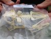 Javan Giant Frog skeleton (Limnonectes macrodon) aka Fanged River Frog measuring approximately 4-1/2 inches long - You are buying the frog skeleton in the photo for $52