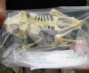 Javan Giant Frog skeleton (Limnonectes macrodon) aka Fanged River Frog measuring approximately 5 inches long - You are buying the frog skeleton in the photo for $52