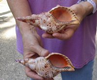 2 pc lot of Pacific Triton seashell 6-1/4 inches long - (You are buying the shell pictured) for $25/lot