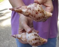2 pc lot of Pacific Triton seashell 6-1/4 inches long - (You are buying the shell pictured) for $25/lot