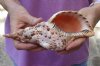 Pacific Triton seashell 8-1/2 inches long - (You are buying the shell pictured) for $23