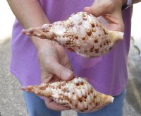 2 pc lot of Pacific Triton seashell 6-1/2 and 6-3/4 inches long - (You are buying the shell pictured) for $25/lot