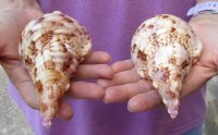 2 pc lot of Pacific Triton seashell 6-1/2 and 6-3/4 inches long - (You are buying the shell pictured) for $25/lot