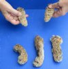 5 piece lot of bobcat feet cured in Formaldehyde measuring 4 to 5 inches in length - you will receive the feet pictured for $25/lot