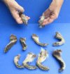 10 piece lot of North American Raccoon feet cured in formaldehyde, measuring 3 to 4 inches in length - you will receive the feet pictured for $30/lot