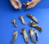 10 piece lot of North American Raccoon feet cured in formaldehyde, measuring 3 to 4 inches in length - you will receive the feet pictured for $30/lot