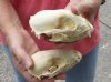 2 pc lot of #2 Grade Raccoon Skulls measuring 4-1/2 and 4-3/4 inches long and 2-1/2 and 2-3/4 inches wide - You are buying the discounted / damaged skull shown for $42/lot 