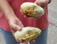 2 pc lot of #2 Grade Raccoon Skulls measuring 4 and 4-3/4 inches long and 2-1/2 and 3 inches wide - You are buying the discounted / damaged skull shown for $42/lot 