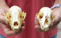 2 pc lot of #2 Grade Raccoon Skulls measuring 4 and 4-3/4 inches long and 2-1/2 and 3 inches wide - You are buying the discounted / damaged skull shown for $42/lot 
