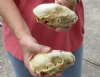 2 pc lot of #2 Grade Raccoon Skulls measuring 4-3/4 and 5 inches long and 2-1/2 and 3 inches wide - You are buying the discounted / damaged skull shown for $42/lot 