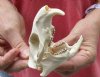 North American Groundhog Skull (Woodchuck) measuring 3-3/4 inches long and 2-1/2 inches wide - You will receive the skull in the photo for $30