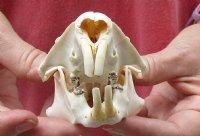 North American Groundhog Skull (Woodchuck) measuring 3-3/4 inches long and 2-1/2 inches wide - You will receive the skull in the photo for $30