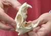 North American Groundhog Skull (Woodchuck) measuring 3-1/4 inches long and 2 inches wide - You will receive the skull in the photo for $30