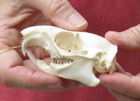 North American Groundhog Skull (Woodchuck) measuring 3-1/4 inches long and 2 inches wide for $30